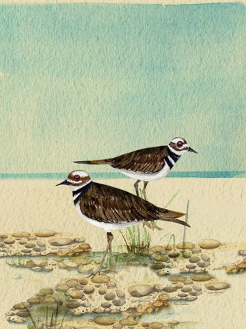 Killdeer By The Sea Black Ornate Wood Framed Art Print with Double Matting by Escobedo, Mary