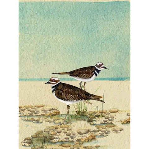 Killdeer By The Sea Black Modern Wood Framed Art Print with Double Matting by Escobedo, Mary