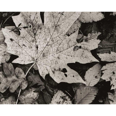 Forest Detail Black Modern Wood Framed Art Print by Aniballi, Brett