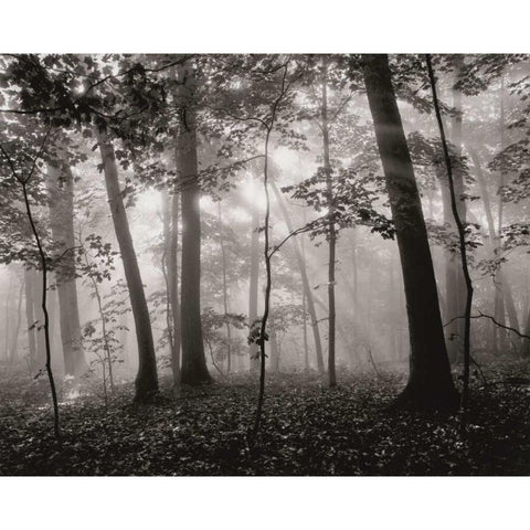 Sun Filters Black Modern Wood Framed Art Print by Aniballi, Brett