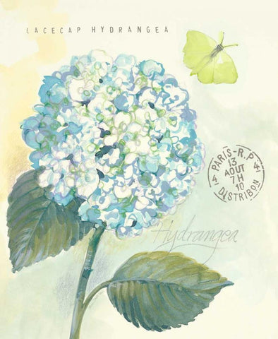 Claires Garden Hydrangea White Modern Wood Framed Art Print with Double Matting by Della-Piana, Elissa