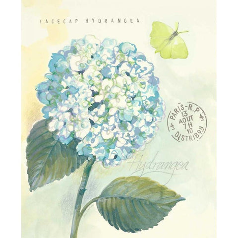 Claires Garden Hydrangea Black Modern Wood Framed Art Print by Della-Piana, Elissa