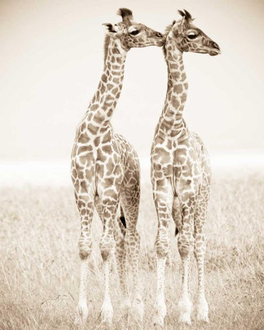 Spirit of Life 1 Black Ornate Wood Framed Art Print with Double Matting by Parker Nature Photography, Frank and Susann