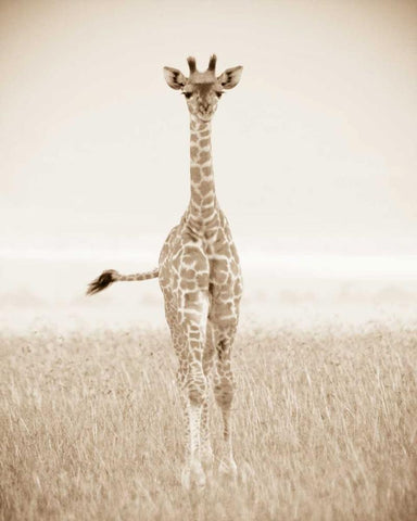 Spirit of Life 2 White Modern Wood Framed Art Print with Double Matting by Parker Nature Photography, Frank and Susann