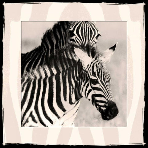 Zebra Enchantment 1 Black Ornate Wood Framed Art Print with Double Matting by Parker Nature Photography, Frank and Susann