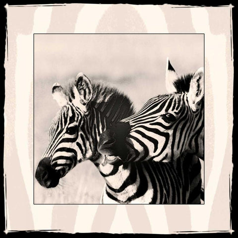 Zebra Enchantment 2 White Modern Wood Framed Art Print by Parker Nature Photography, Frank and Susann