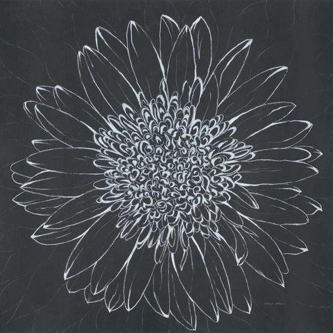 Chalk Bloom 2 Black Modern Wood Framed Art Print with Double Matting by Adams, Connor