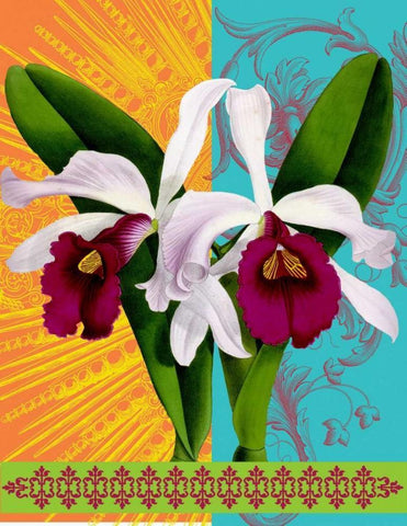 Star Burst Orchid White Modern Wood Framed Art Print with Double Matting by Robertson, Walter