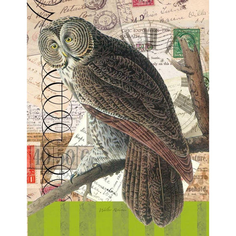 Curious Owl 1 Black Modern Wood Framed Art Print by Robertson, Walter