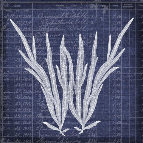 Seaweed Document 1 Black Modern Wood Framed Art Print with Double Matting by Robertson, Walter