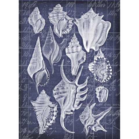 Shell Life 1 Black Modern Wood Framed Art Print with Double Matting by Robertson, Walter