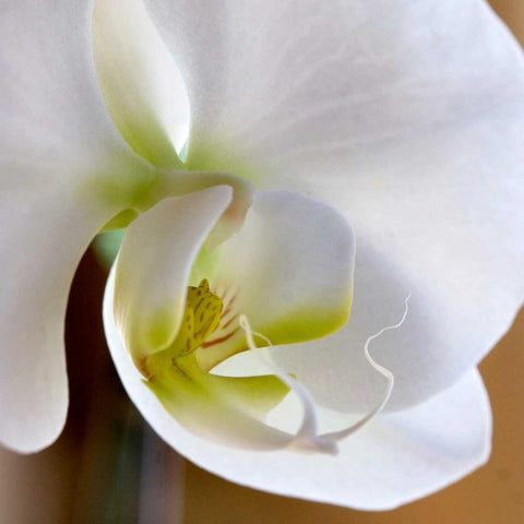 Ivory Orchid Black Ornate Wood Framed Art Print with Double Matting by Amber Light Gallery