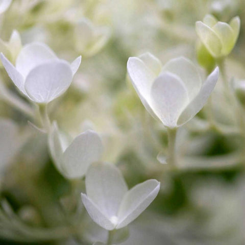 Ivory Hydrangea White Modern Wood Framed Art Print with Double Matting by Amber Light Gallery