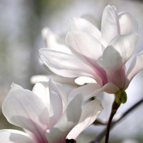 Ivory Magnolia White Modern Wood Framed Art Print by Amber Light Gallery