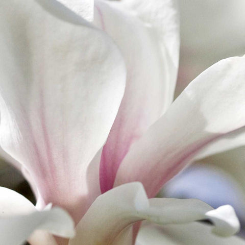 Magnolia Essence Black Ornate Wood Framed Art Print with Double Matting by Amber Light Gallery