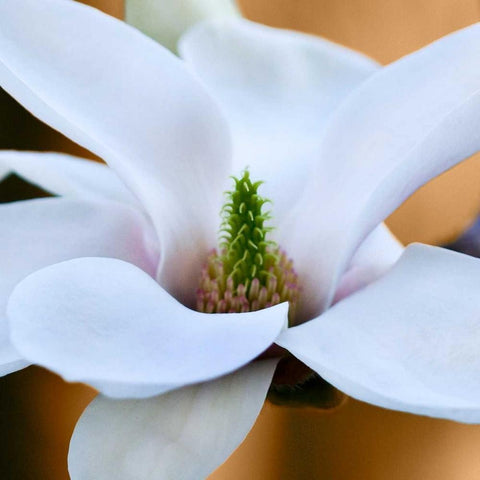 Open Magnolia White Modern Wood Framed Art Print by Amber Light Gallery