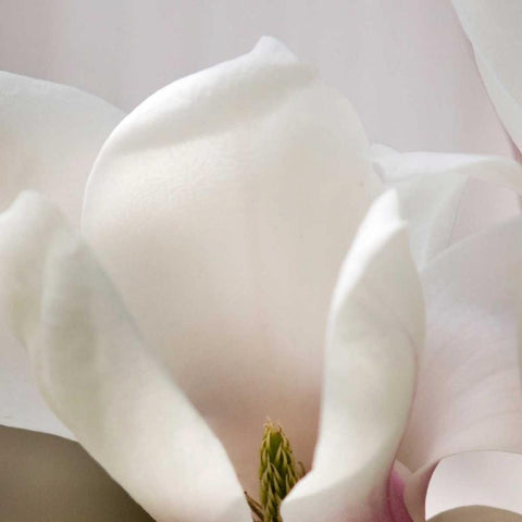 Magnolia Detail Black Modern Wood Framed Art Print with Double Matting by Amber Light Gallery