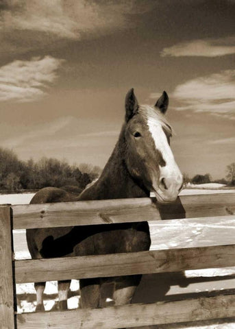 At the Ranch White Modern Wood Framed Art Print with Double Matting by Amber Light Gallery