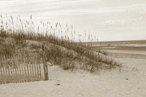 In the Dunes 1  Black Ornate Wood Framed Art Print with Double Matting by Amber Light Gallery