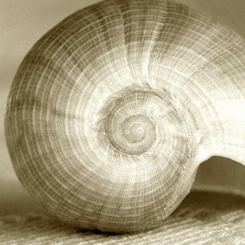 Sepia Shell Life 1 White Modern Wood Framed Art Print by Amber Light Gallery