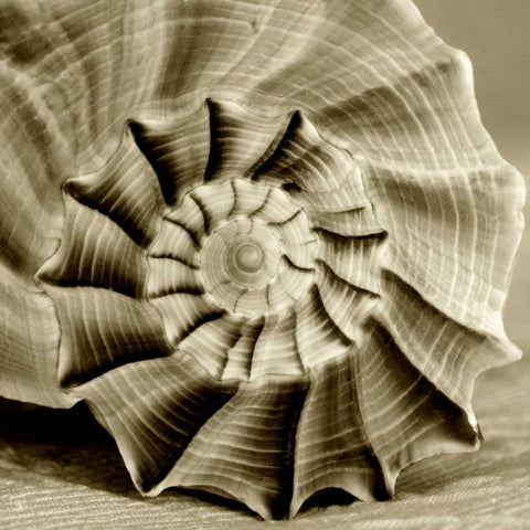 Sepia Shell Life 3 White Modern Wood Framed Art Print with Double Matting by Amber Light Gallery