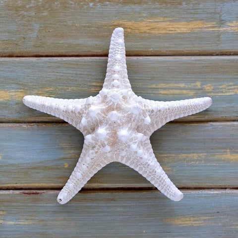 White Starfish  Black Ornate Wood Framed Art Print with Double Matting by Amber Light Gallery