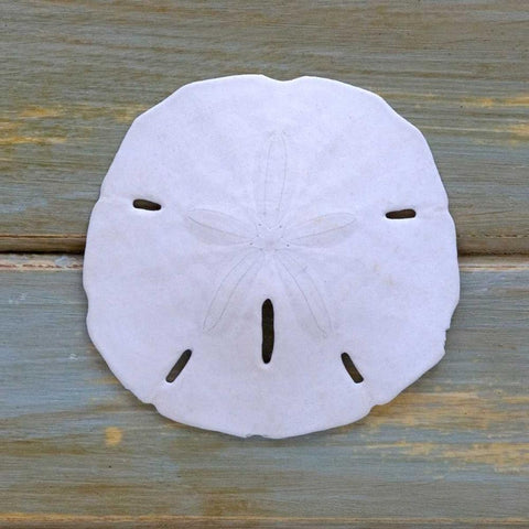 White Sand Dollar  Gold Ornate Wood Framed Art Print with Double Matting by Amber Light Gallery