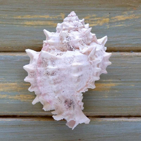 White Conch  Black Modern Wood Framed Art Print by Amber Light Gallery