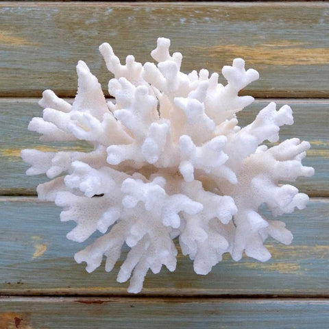 White Coral  Black Modern Wood Framed Art Print by Amber Light Gallery