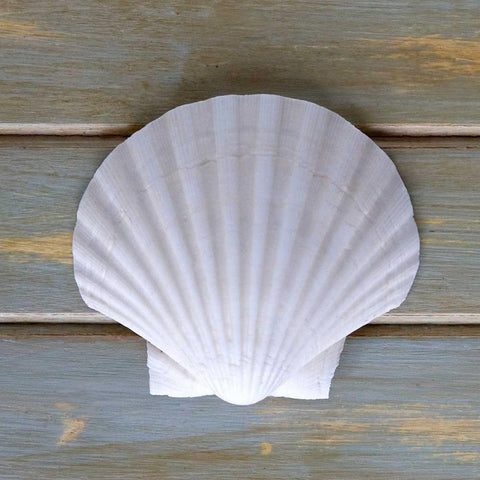 White Scallop  Gold Ornate Wood Framed Art Print with Double Matting by Amber Light Gallery