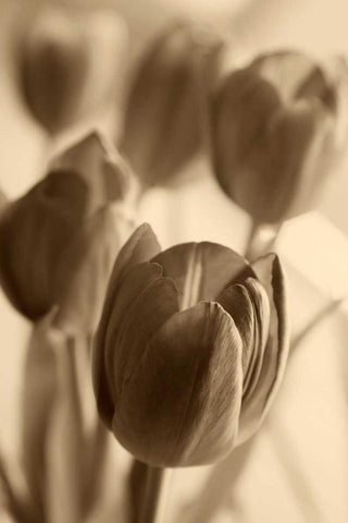 Illuminated Tulips 1 White Modern Wood Framed Art Print with Double Matting by Amber Light Gallery