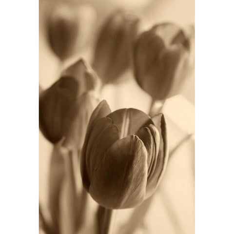 Illuminated Tulips 1 Black Modern Wood Framed Art Print by Amber Light Gallery
