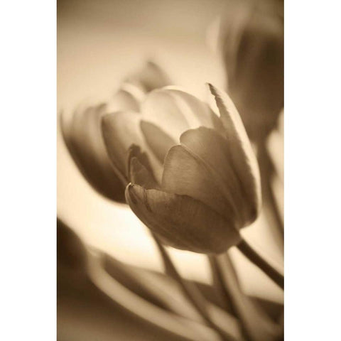 Illuminated Tulips 2 Black Modern Wood Framed Art Print with Double Matting by Amber Light Gallery