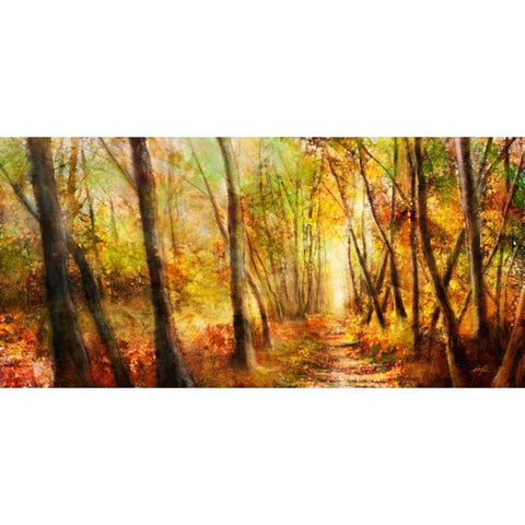 Forest Pathway Black Modern Wood Framed Art Print with Double Matting by Roko, Ken