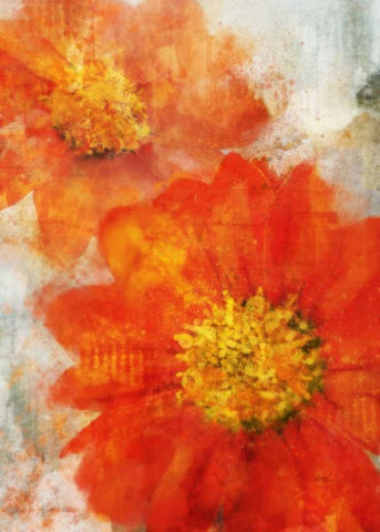 Tithonia Bloom 1 White Modern Wood Framed Art Print with Double Matting by Roko, Ken