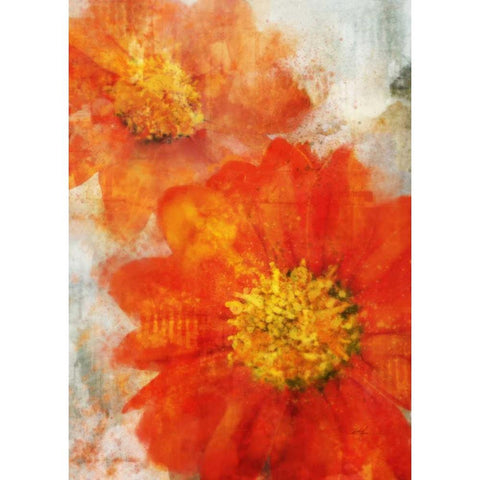 Tithonia Bloom 1 Black Modern Wood Framed Art Print with Double Matting by Roko, Ken