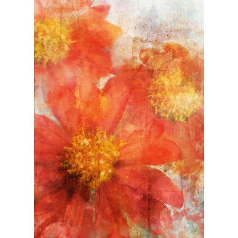 Tithonia Bloom 2 Black Modern Wood Framed Art Print with Double Matting by Roko, Ken
