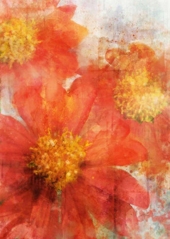 Tithonia Bloom 2 White Modern Wood Framed Art Print with Double Matting by Roko, Ken