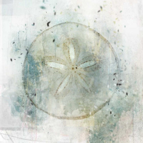 Coastal Mist Sand Dollar Black Modern Wood Framed Art Print with Double Matting by Roko, Ken