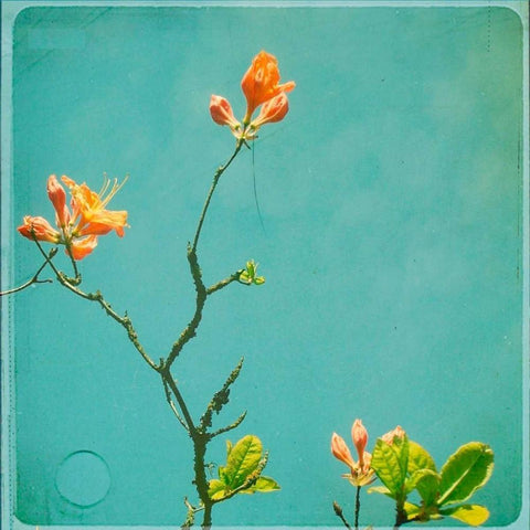 Orange Flowers Black Ornate Wood Framed Art Print with Double Matting by Dvorak, Vicki