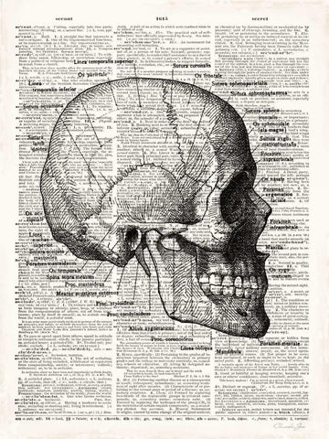 Vintage Anatomy Skull White Modern Wood Framed Art Print with Double Matting by James, Christopher