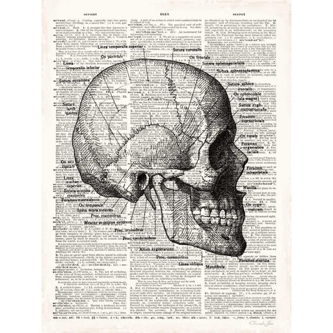 Vintage Anatomy Skull Black Modern Wood Framed Art Print with Double Matting by James, Christopher