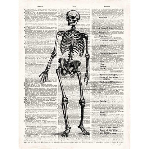 Vintage Anatomy Skeleton  White Modern Wood Framed Art Print by James, Christopher