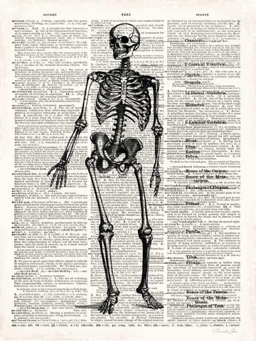 Vintage Anatomy Skeleton  White Modern Wood Framed Art Print with Double Matting by James, Christopher