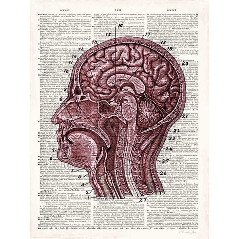 Vintage Anatomy Brain Gold Ornate Wood Framed Art Print with Double Matting by James, Christopher