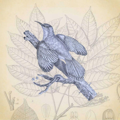 Hummingbird Study 2 Gold Ornate Wood Framed Art Print with Double Matting by James, Christopher