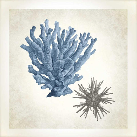 Sea Life, Coral Black Modern Wood Framed Art Print with Double Matting by James, Christopher