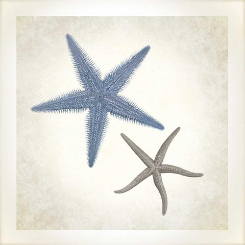Sea Life, Starfish Black Modern Wood Framed Art Print by James, Christopher