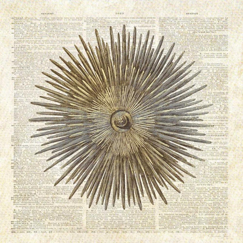 Sea Urchin Pages White Modern Wood Framed Art Print with Double Matting by James, Christopher