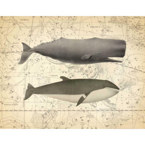 Whale Costellation 1 Gold Ornate Wood Framed Art Print with Double Matting by James, Christopher